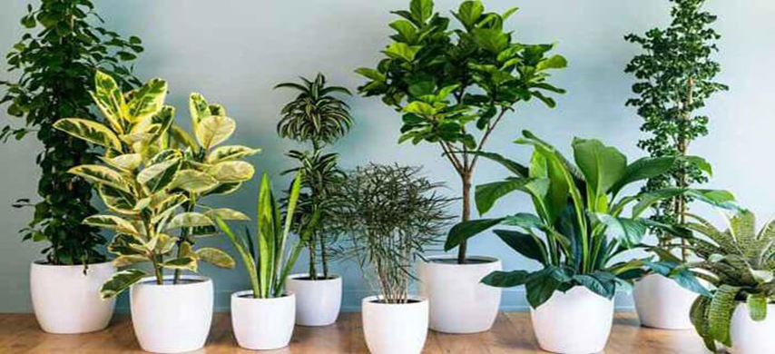 nhà vườn triều phương