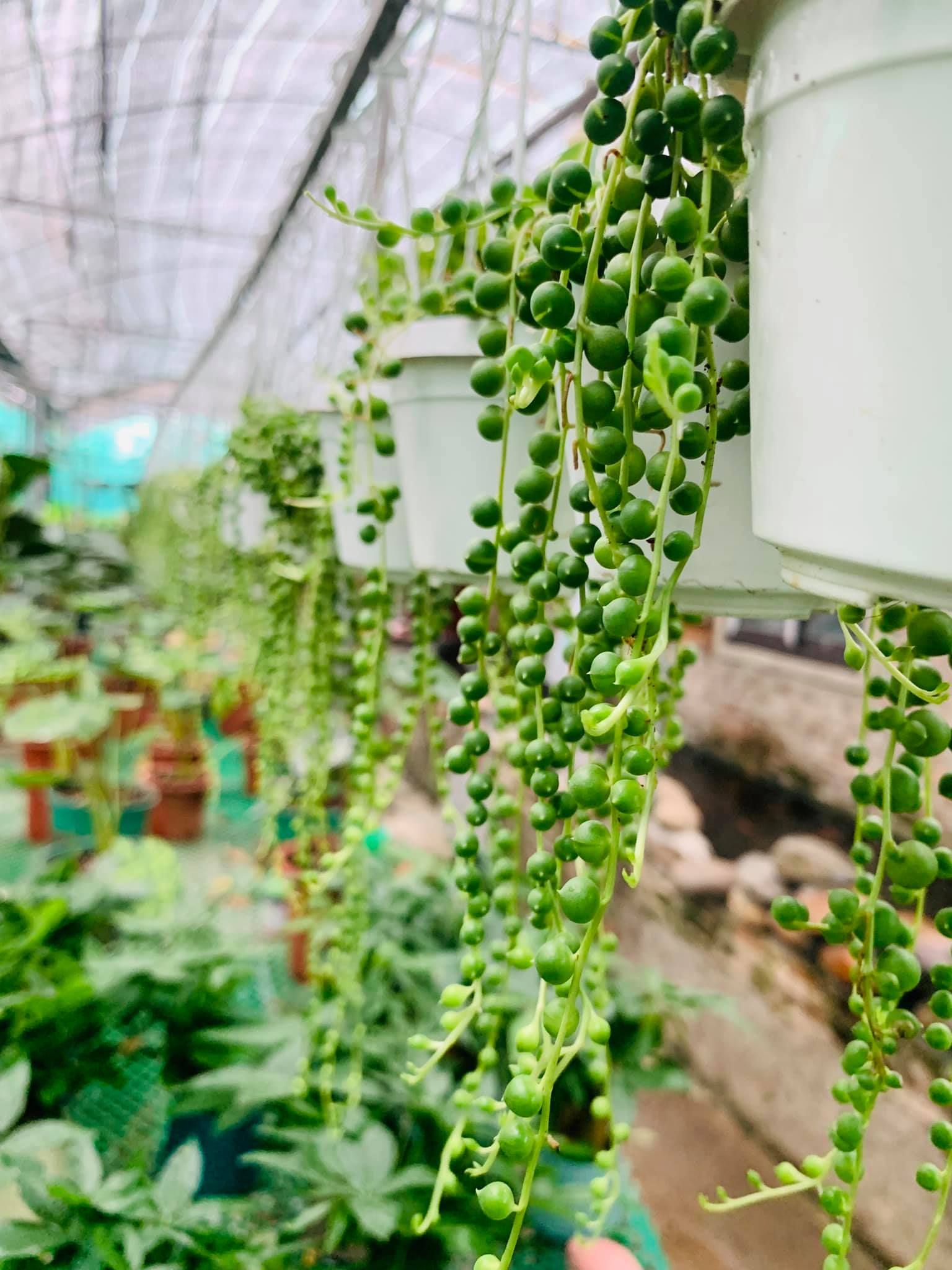 244003960_5064663913550613_71243044937117836_n