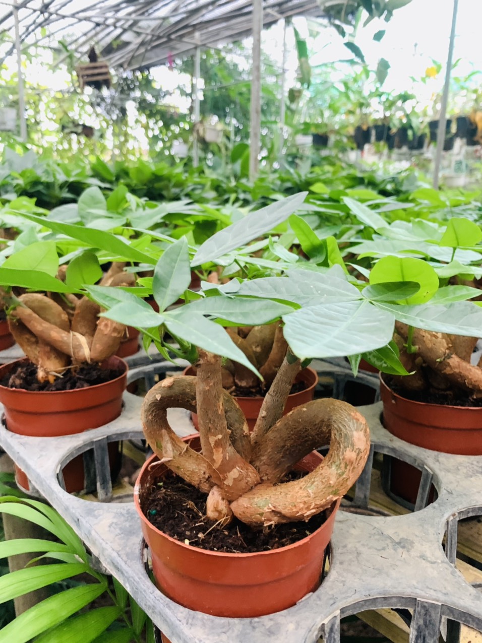 z3047557873621_f6484cd608b7e76bc0e77d62dc0ce64c