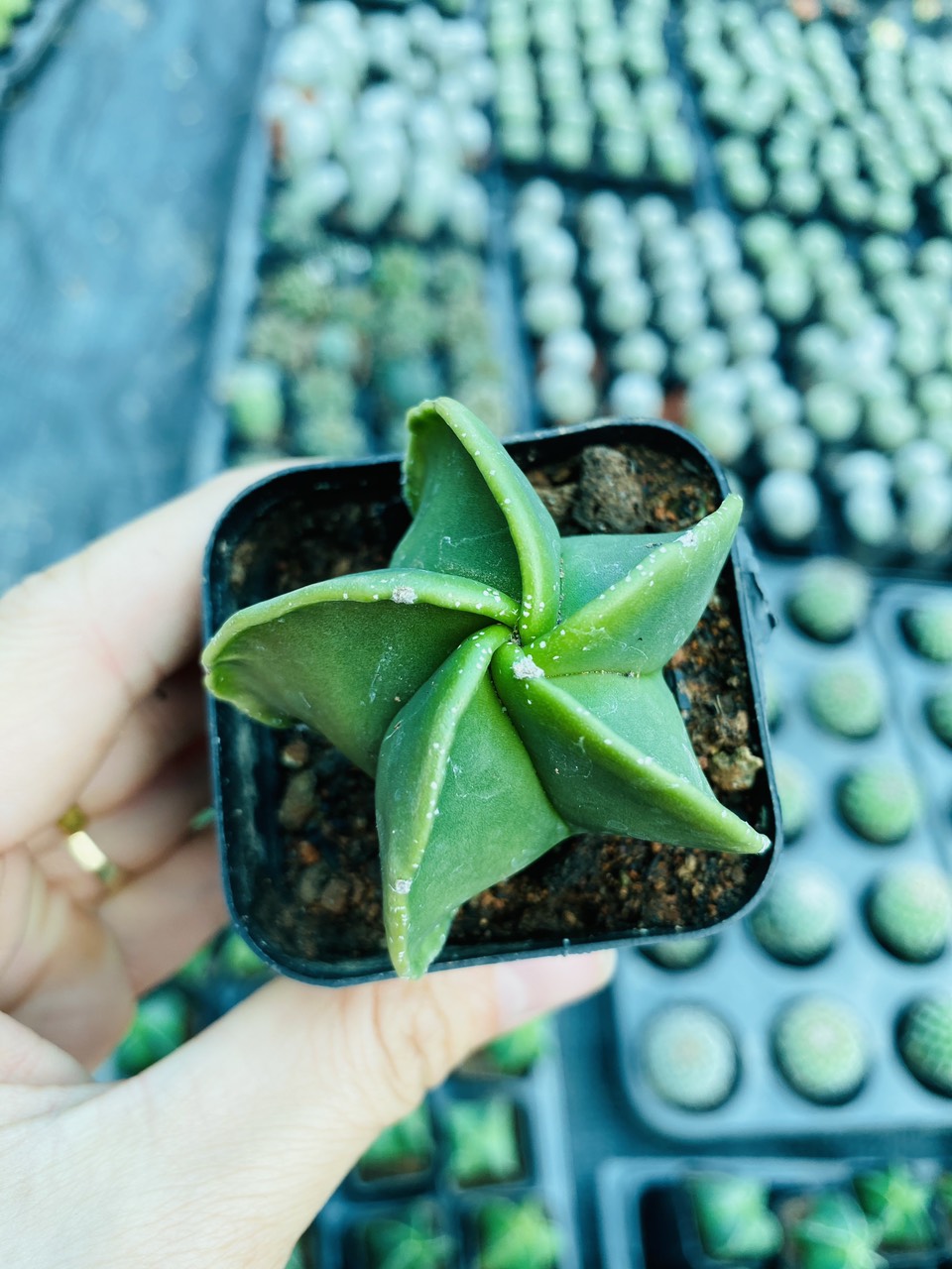 z3047447528940_0f1a8c8c94e014b7bc970f48460f9809