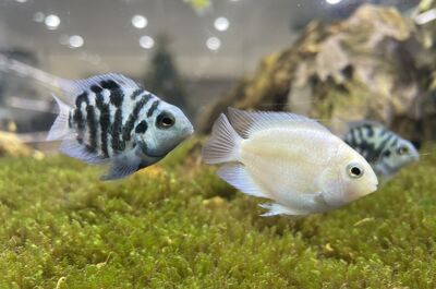 efcf43cc5a37ab771332f4c3d34e5731_thumb