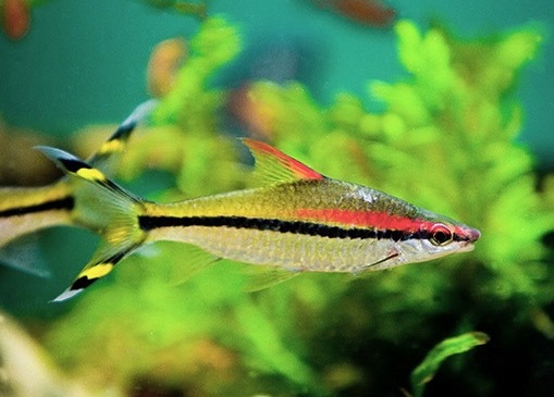 ca-canh-hong-mi220911018399