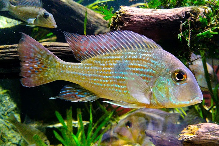 ca-hai-ho_1619161121.