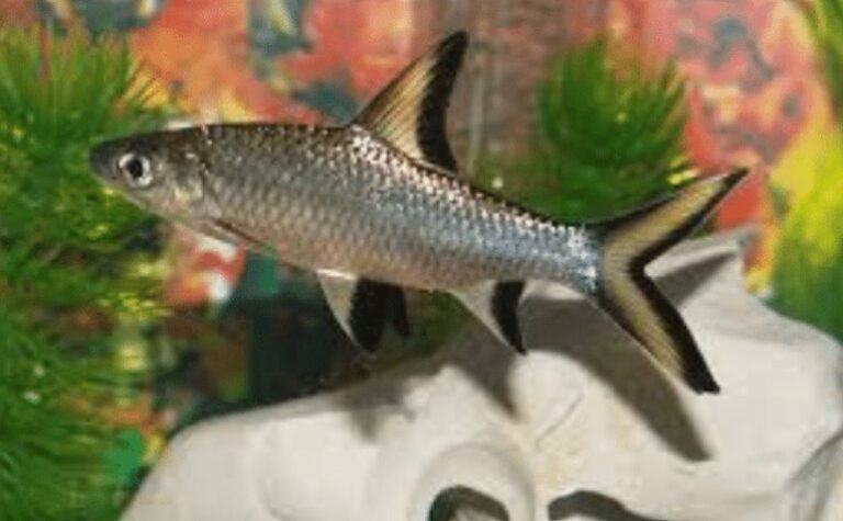 ca-hoa-tien-1-768x475