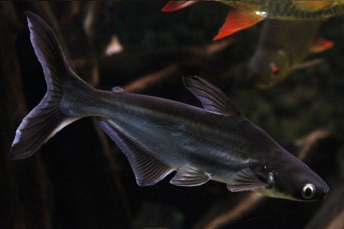 ca-map-canh-nuoc-ngot