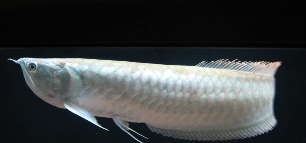 cach-nuoi-ca-ngan-long-ky-thuat-va-kinh-nghiem-2-1024x480