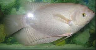 cá phát thài thường S