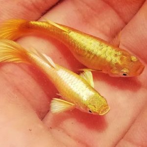 This is the image description