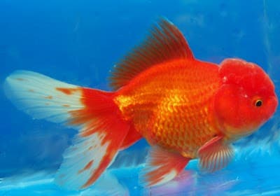 oranda_6_1596339326630