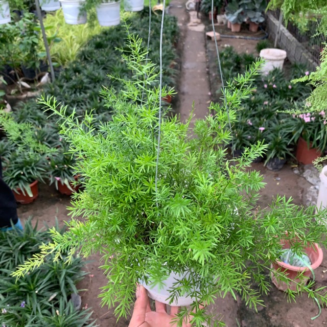 095bd0b6ab638b6e06b66933e296f013