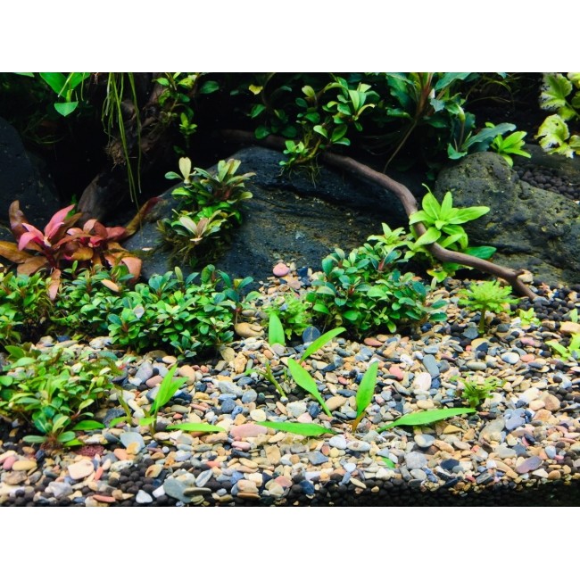 154b1f61251ba80081a29189aa1ff384