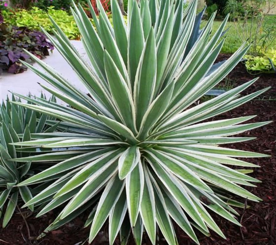 1604566623_3705_29918bd22a81a7a7c8fa5e2331f29e3b