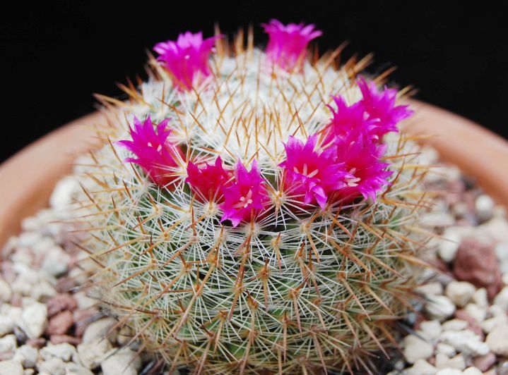 2-cham-soc-xuong-rong-banh-sinh-nhat-khoe-dep