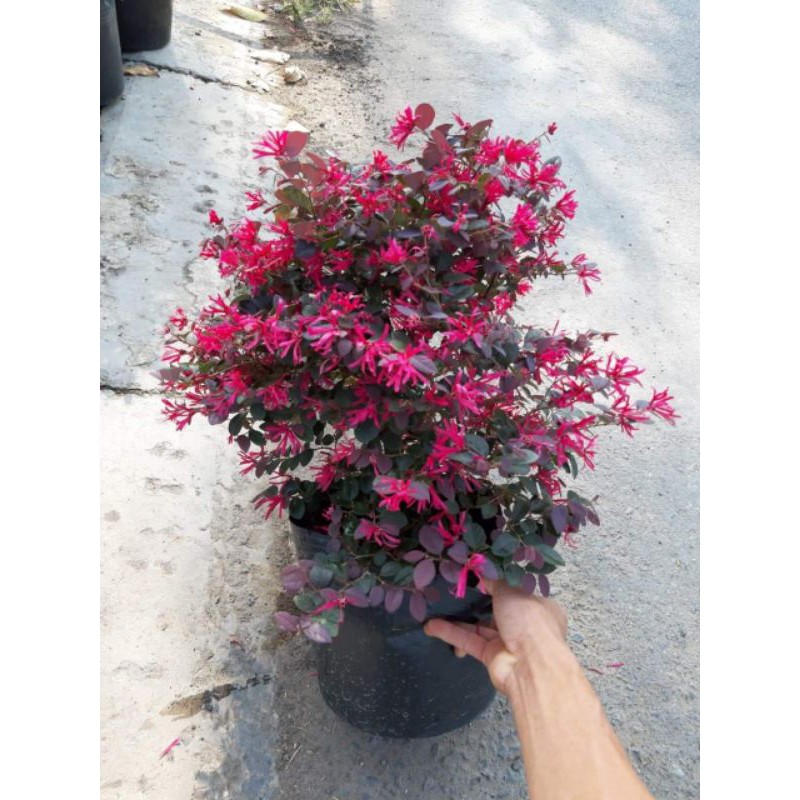 239cb632efd6b8d3e89daf0ea895d7ce