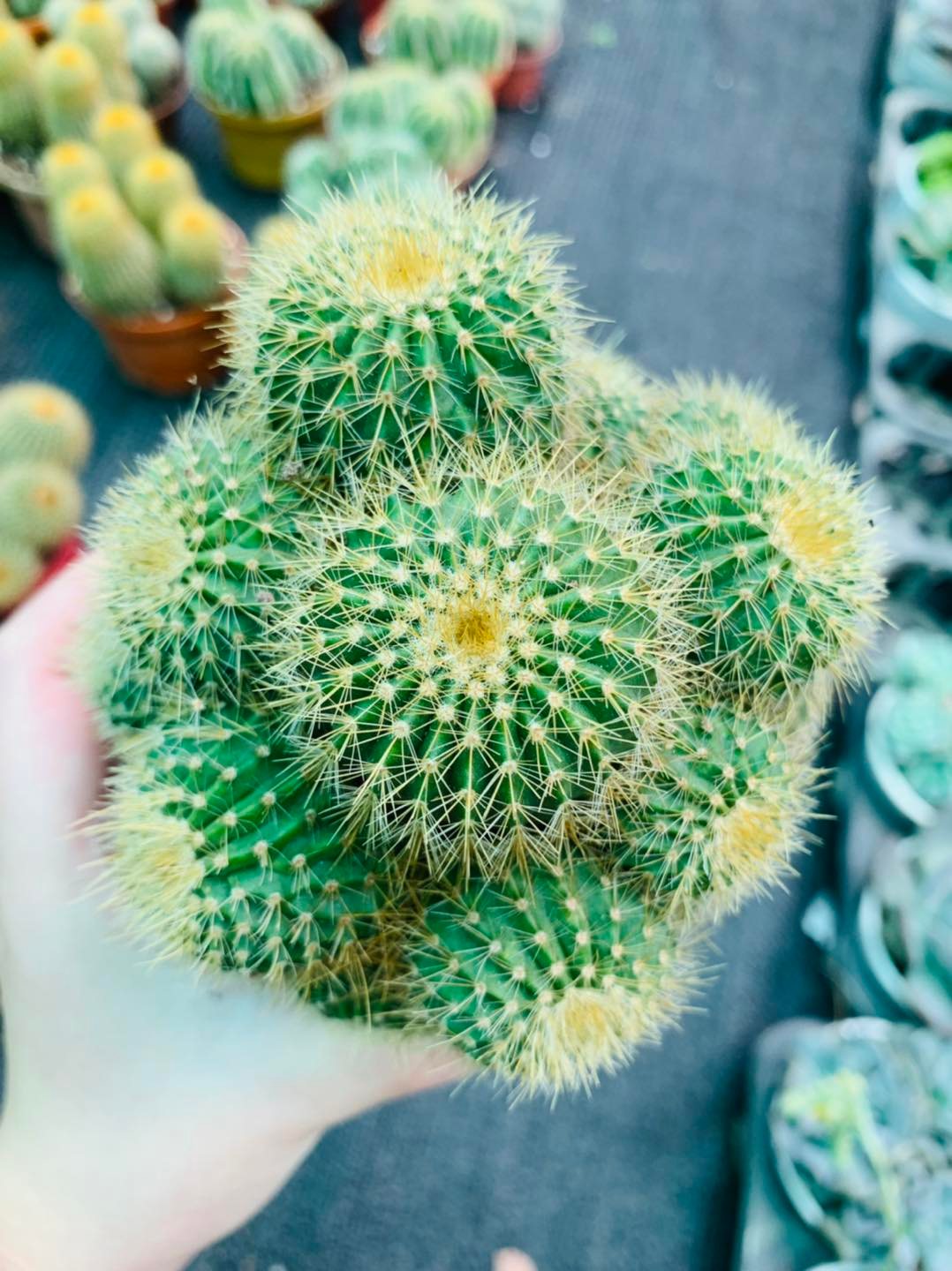 267788921_3108915689390348_7216190579063879783_n