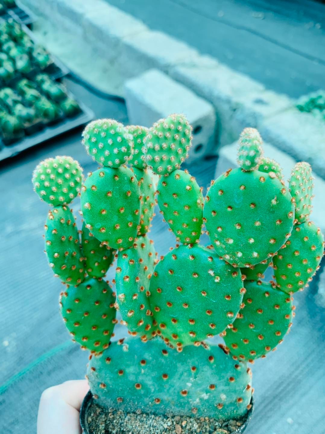 267803917_3108915616057022_5101635320060320965_n