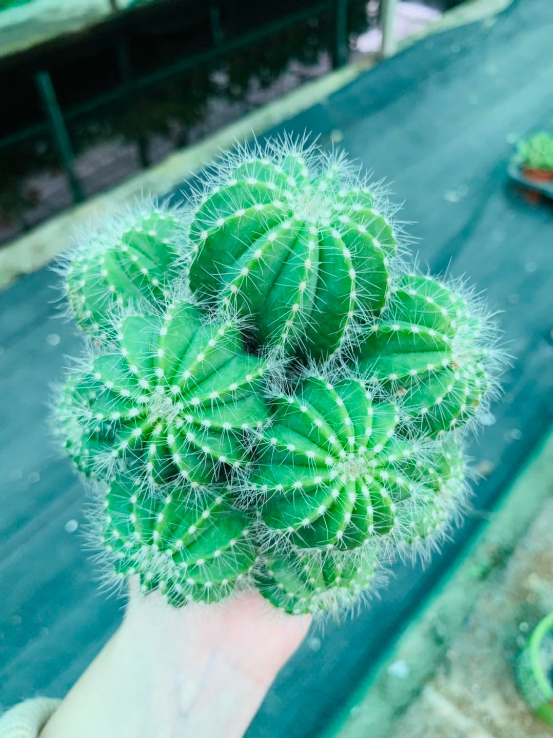 268002850_3108915446057039_1590650913452869640_n