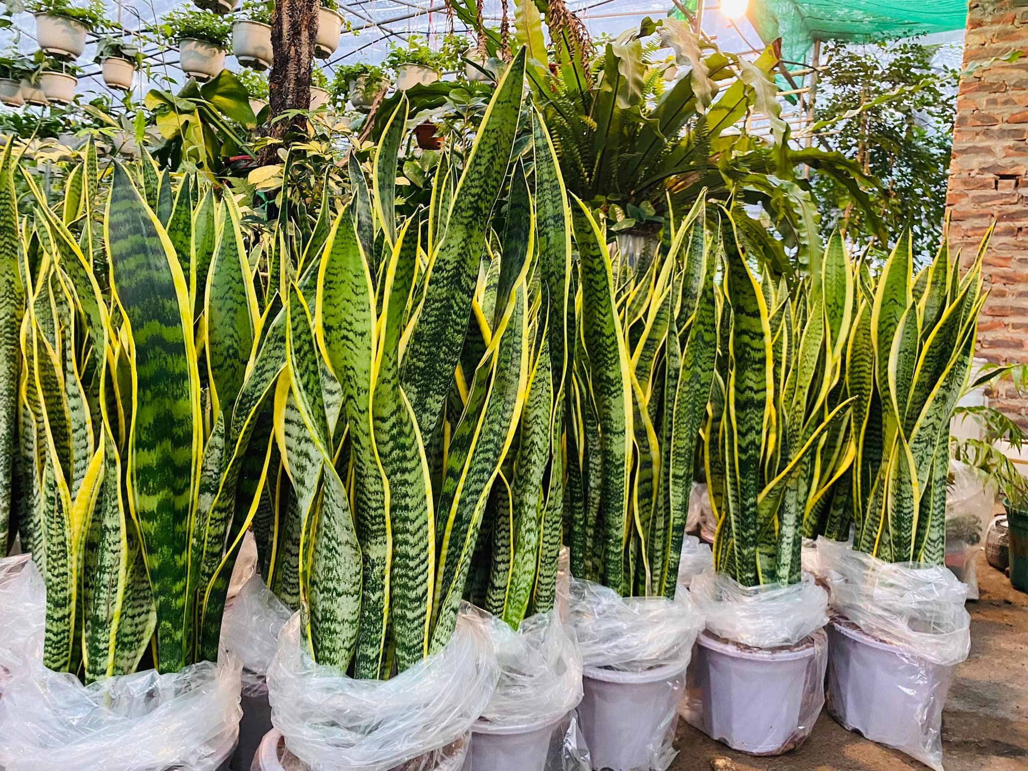 274880797_5587925834557749_353622965299768771_n