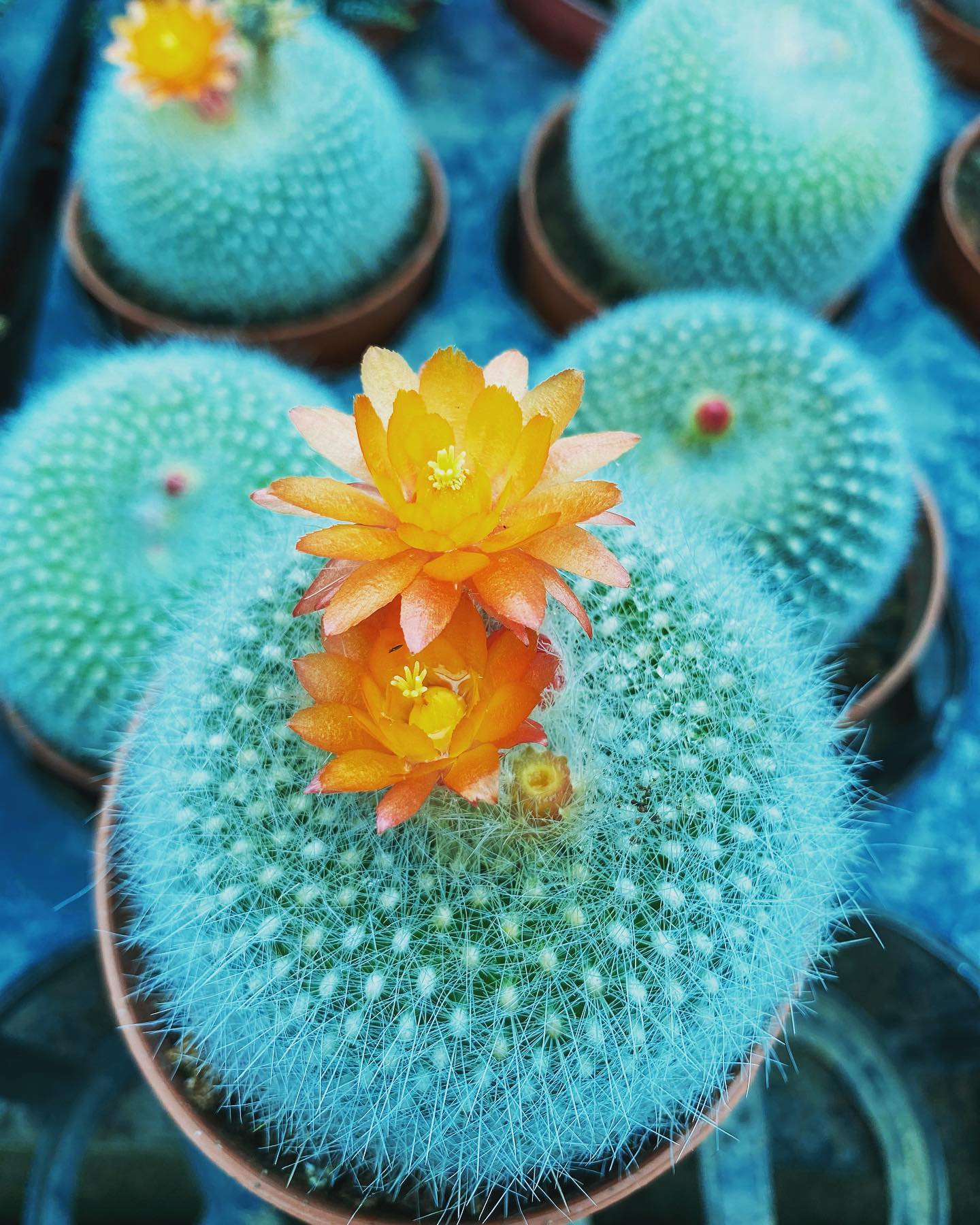 275258254_5586997701317229_8411641418450714328_n