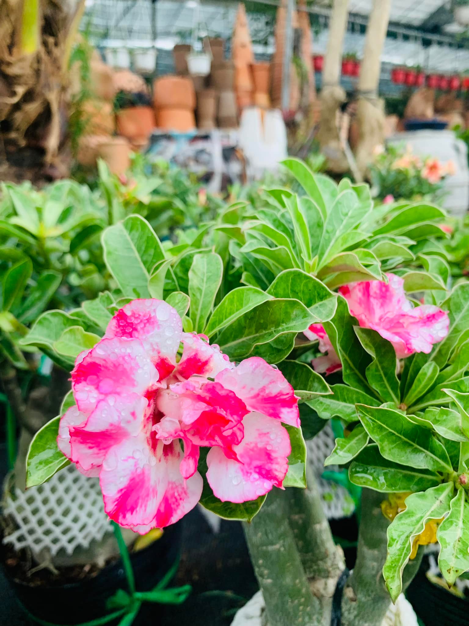 278471467_358284202993578_1599678748884725375_n