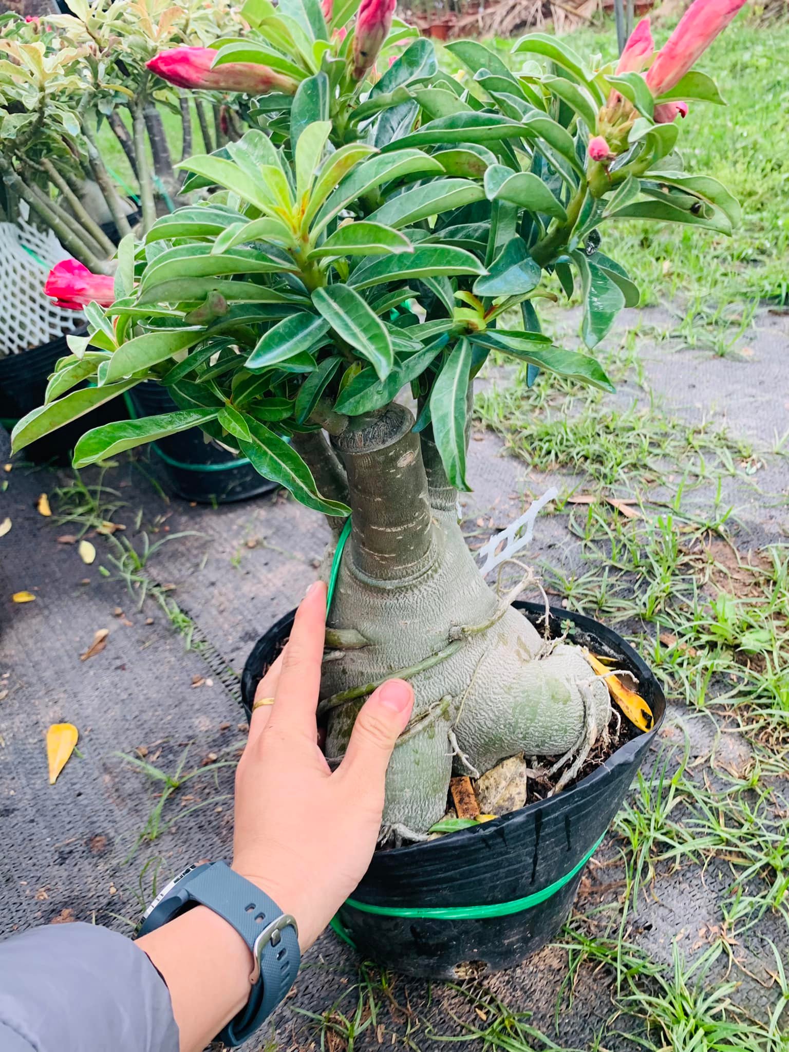 278474574_358284142993584_9116717542357912907_n