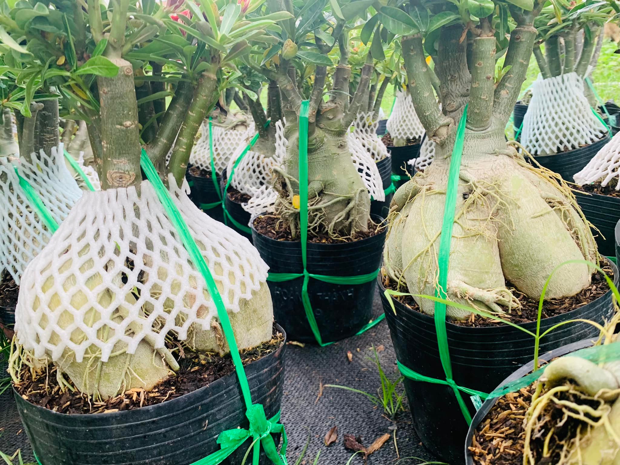 278510266_358284226326909_7275576017384929209_n