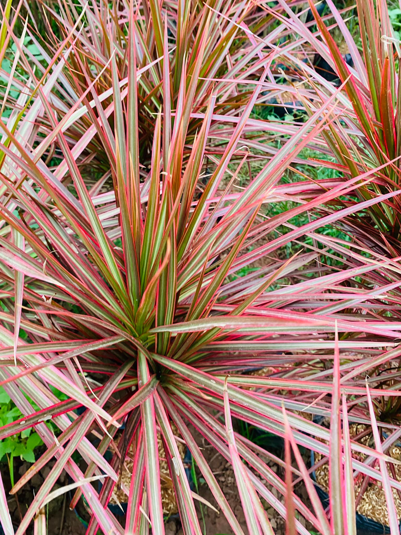 278967435_5739554792728185_8244925359338914575_n