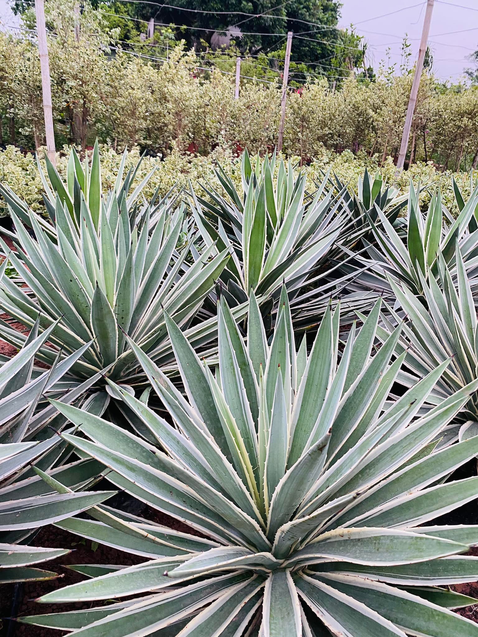 279058127_5739567119393619_5996174896093134357_n