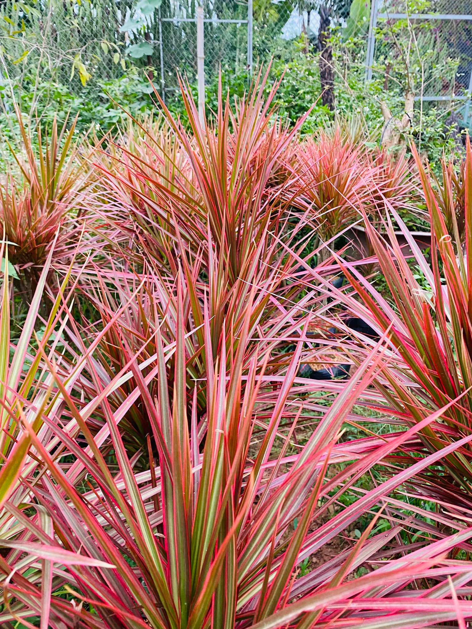 279101885_5739554866061511_4700278588510200824_n