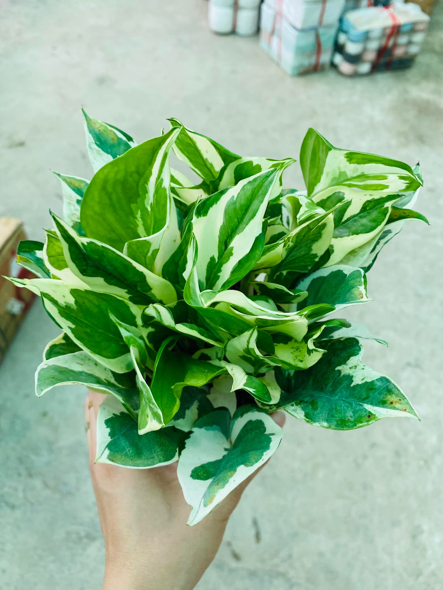 279623415_5765090706841260_1028880558799037871_n