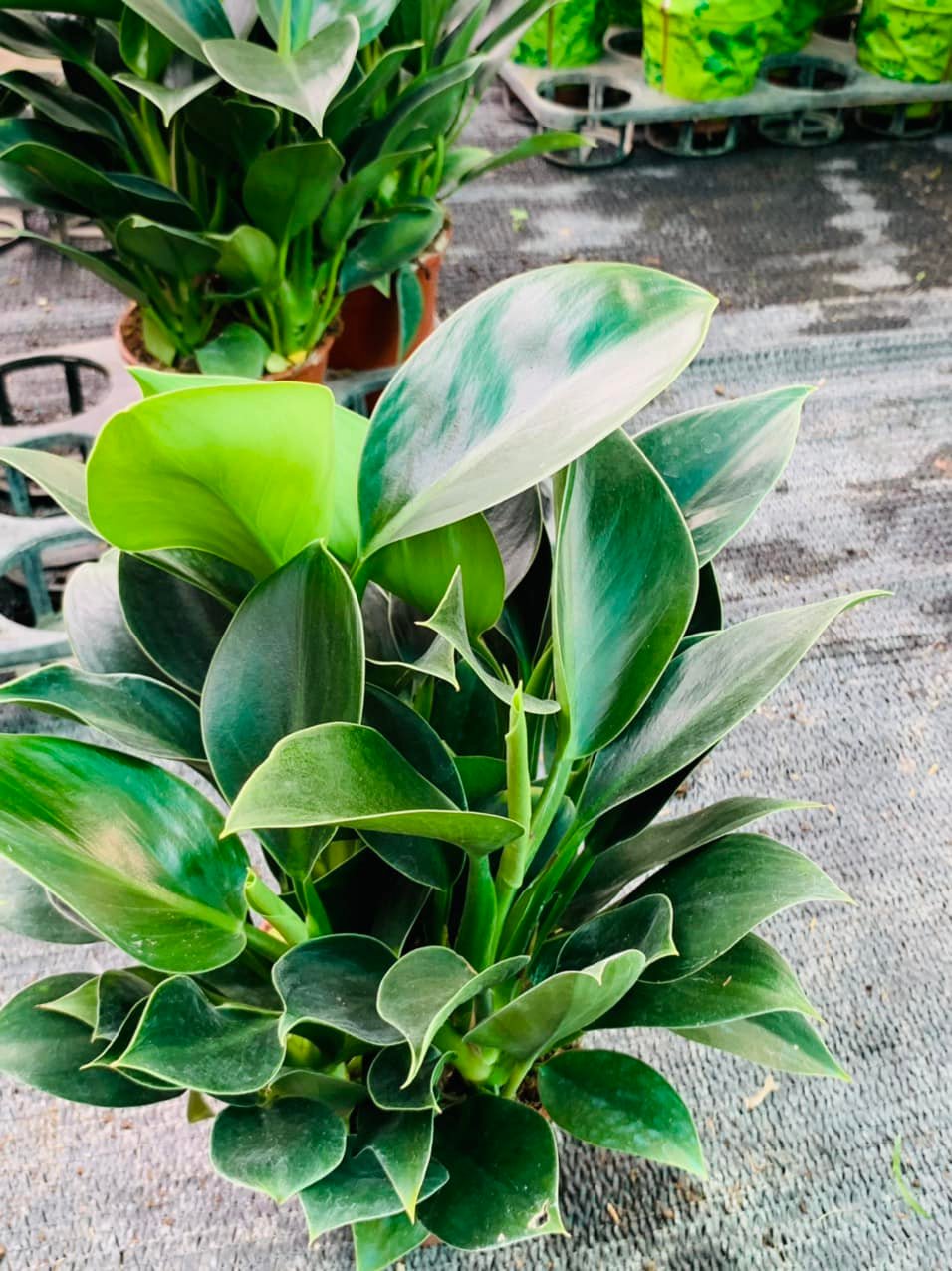 284218645_5827357223947941_295180736972811510_n