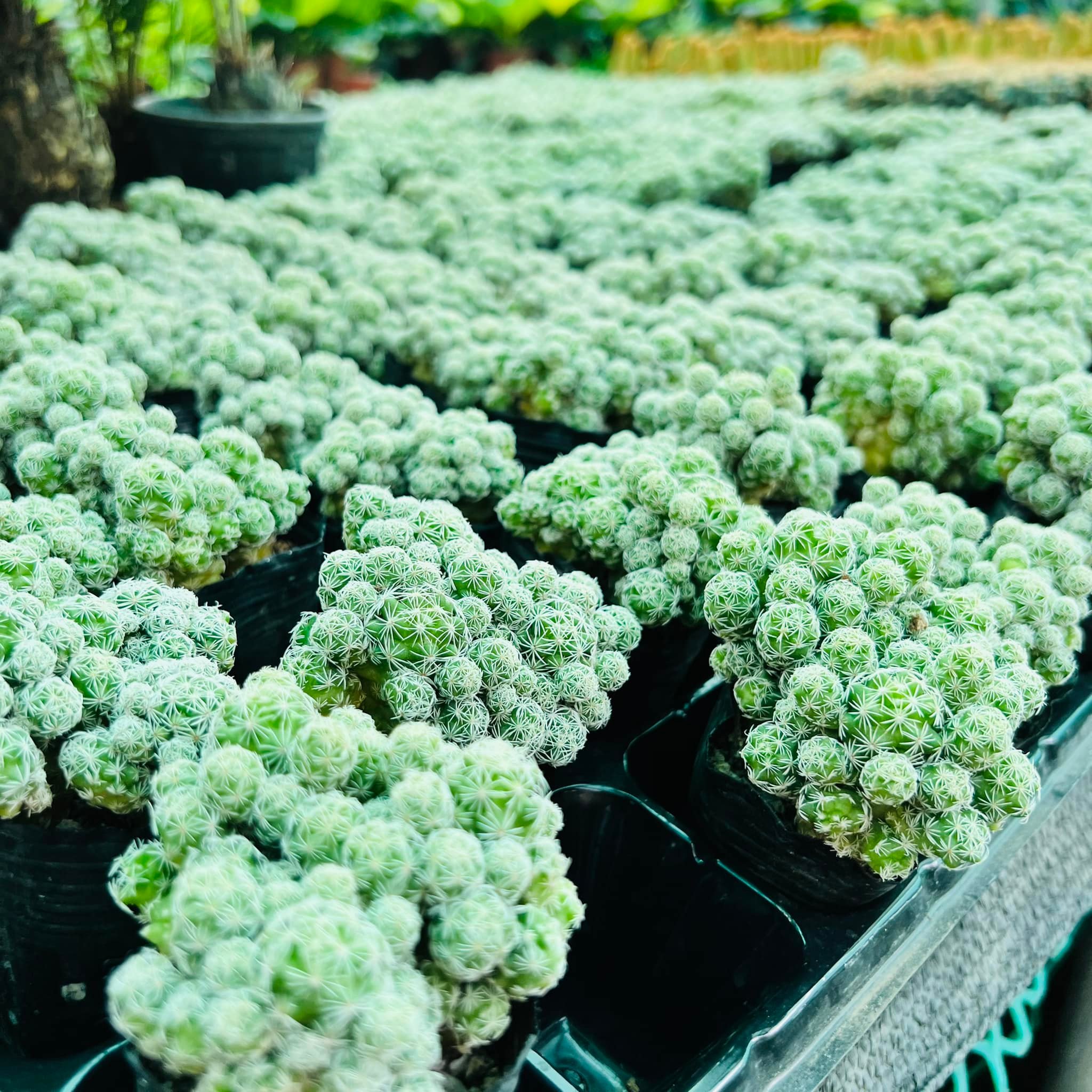 287079056_5876253885724941_6549569982010346247_n