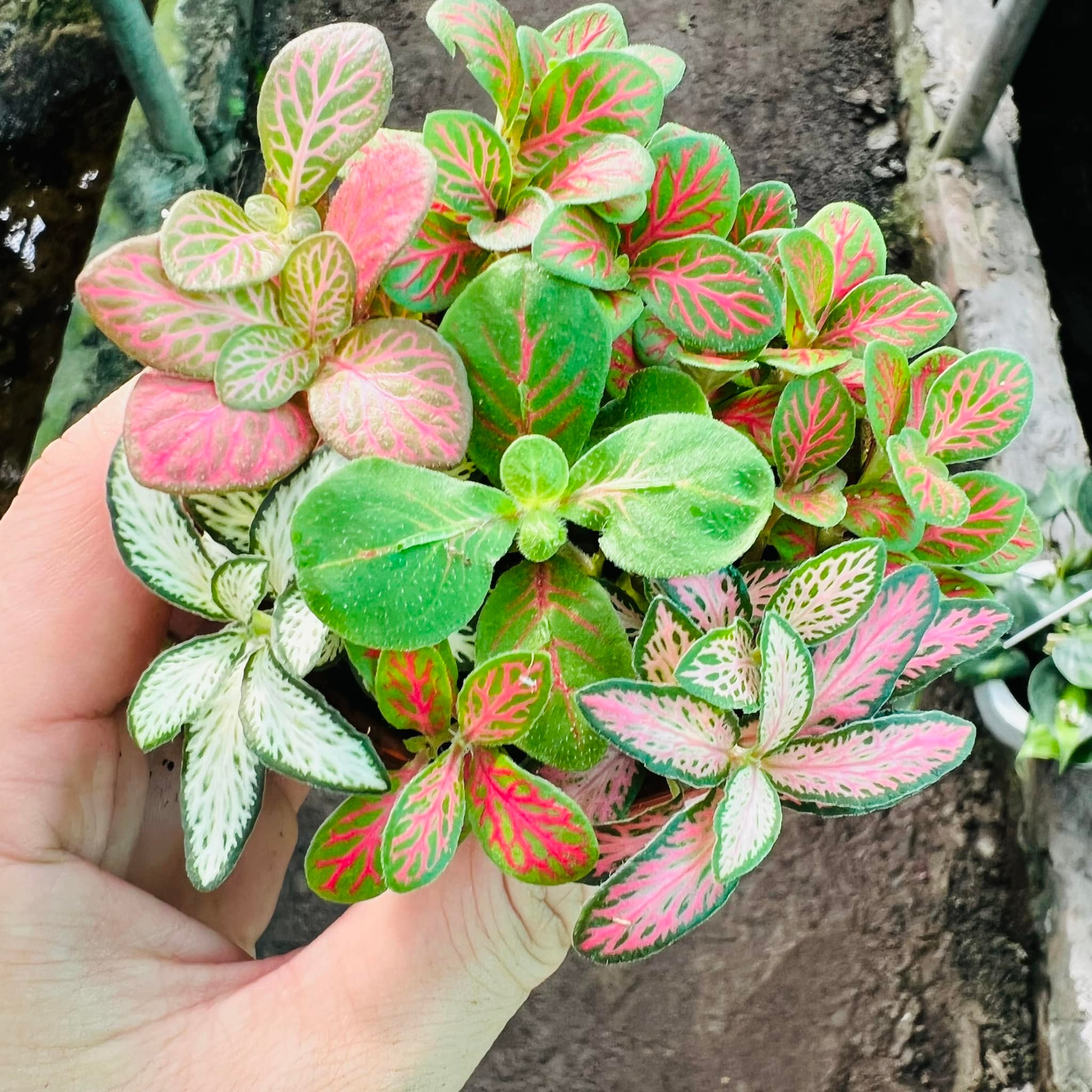 287289302_5897144000302596_6646314327372043903_n