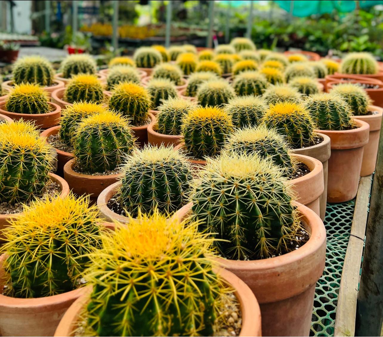 287292790_5890259337657729_3971036939521568801_n