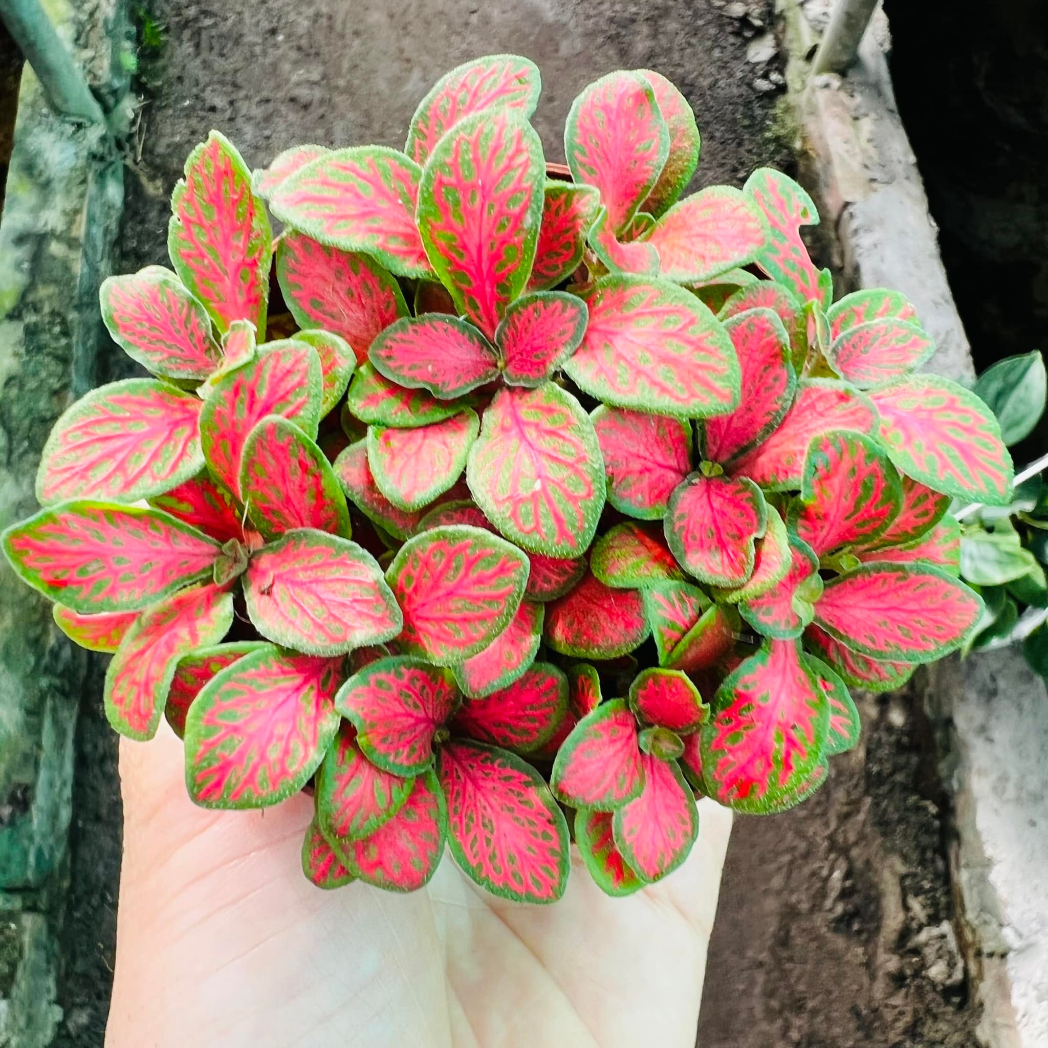 287701778_5897144673635862_7774462889906841426_n