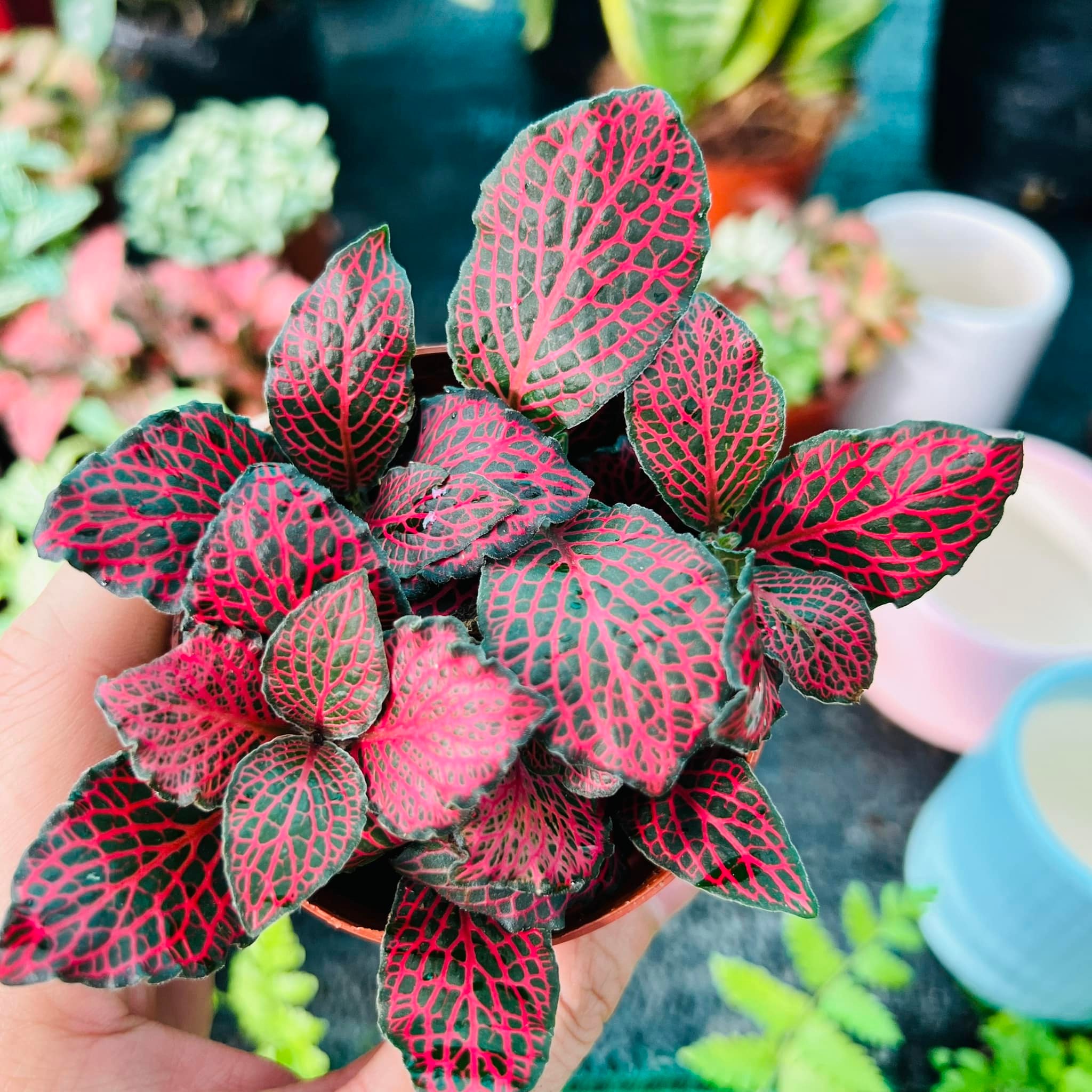 288113179_5897144320302564_224513762987846124_n