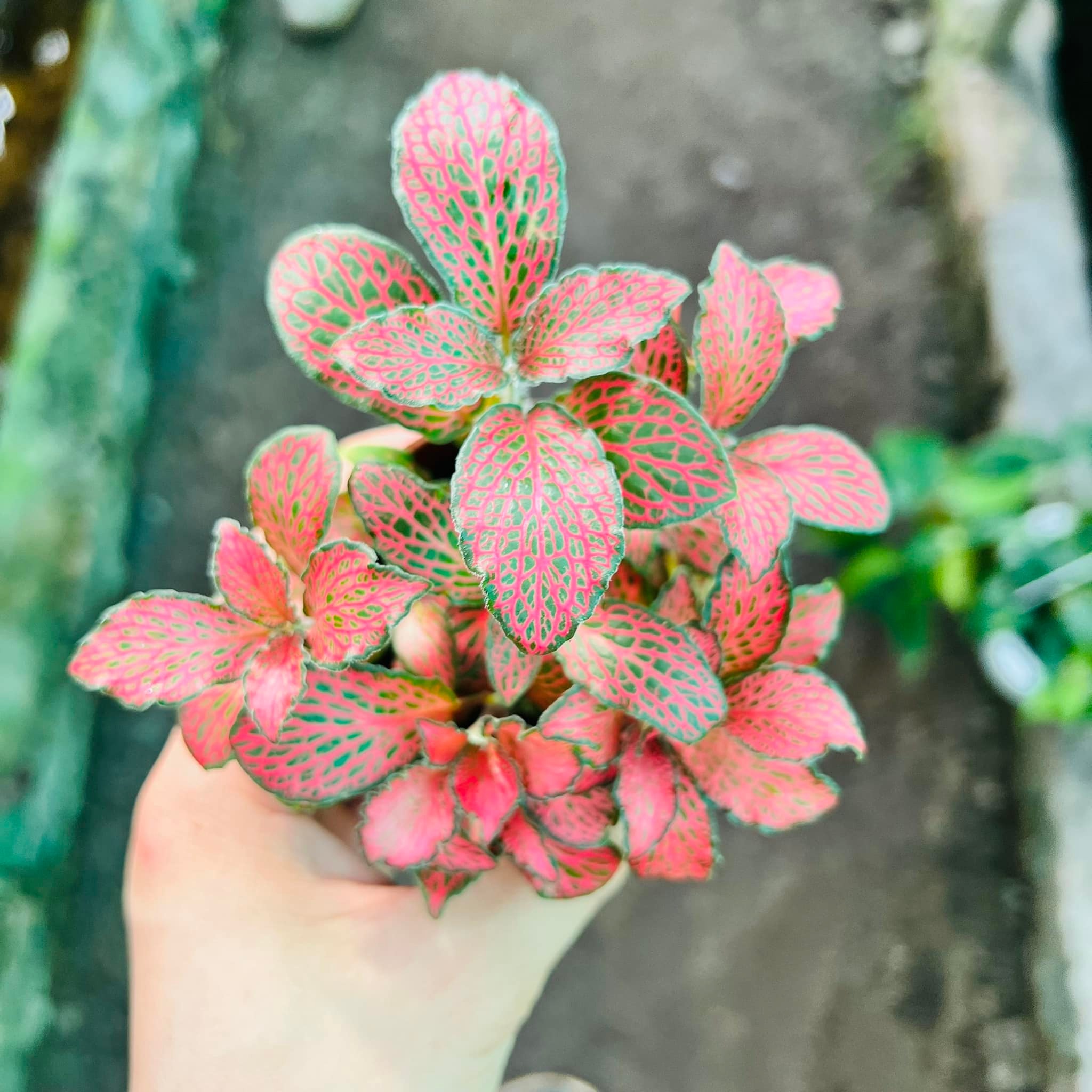 288537607_5897145323635797_8363031664231544051_n