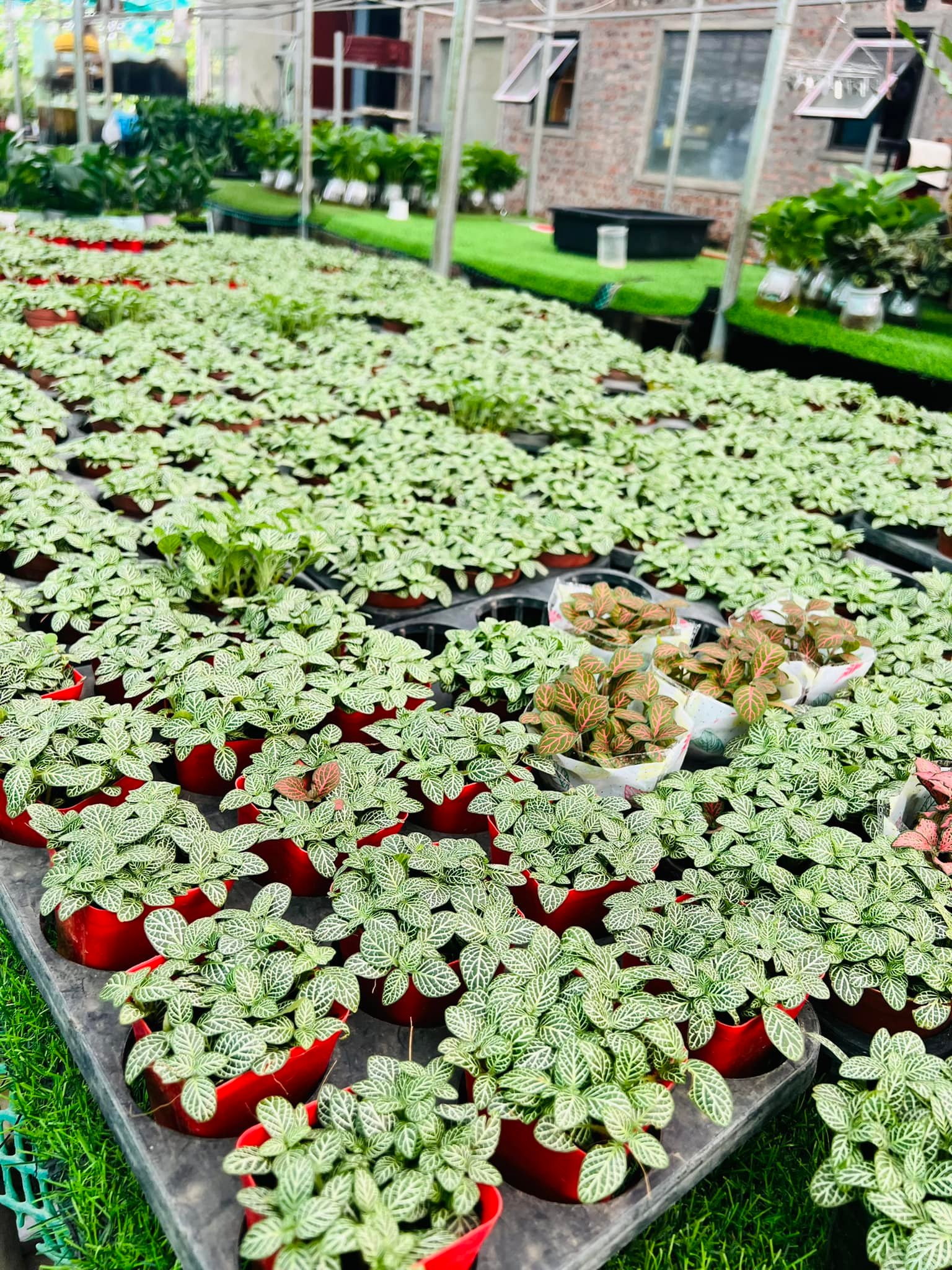 288657357_5897143866969276_7940002247751527774_n