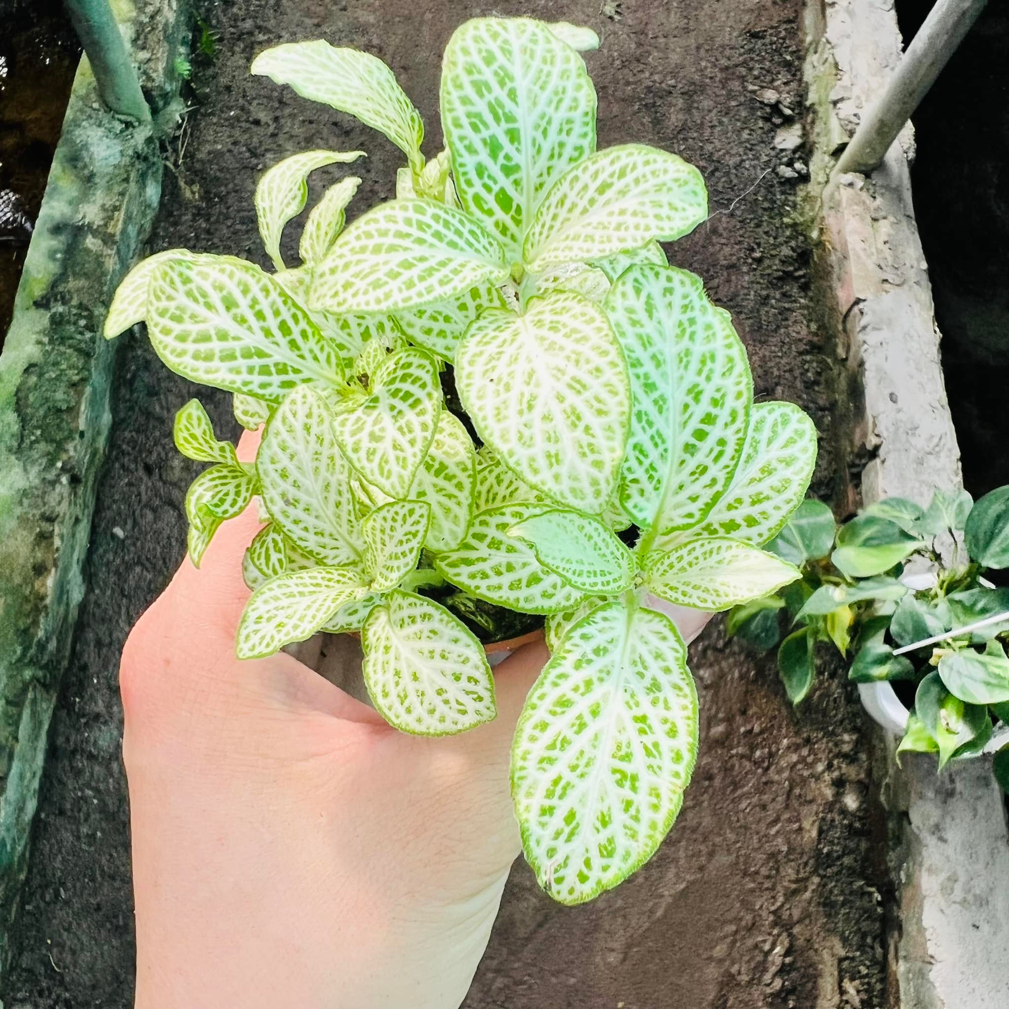 288992536_5897144196969243_440429821089560154_n