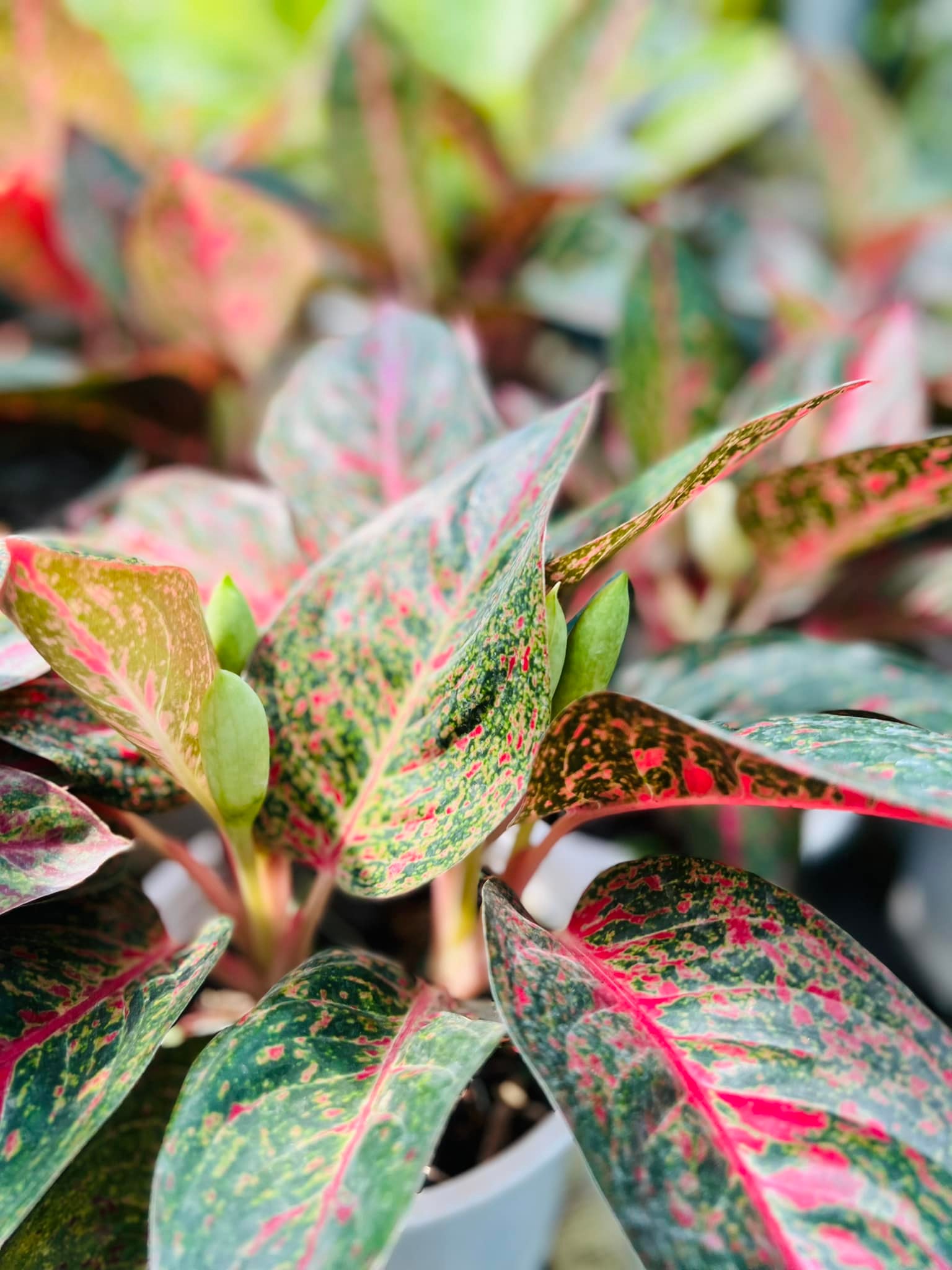 288994458_5896988246984838_661325649551330067_n