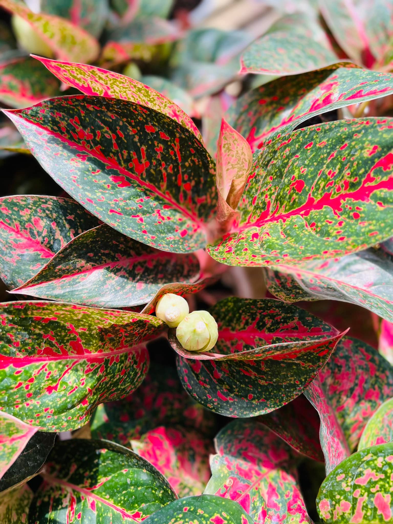 289030380_5896988696984793_1460990977398587909_n