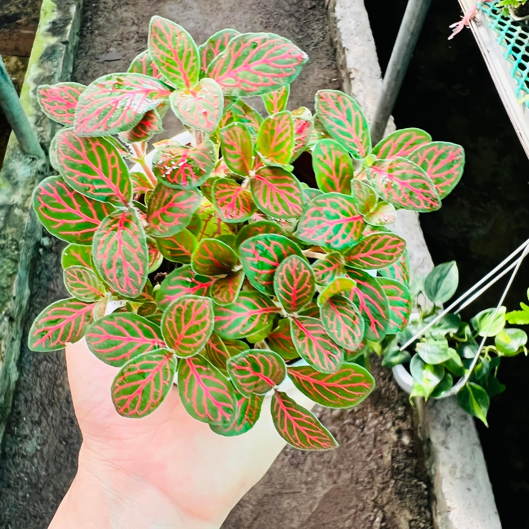 289157211_5897145136969149_6091189591738222007_n