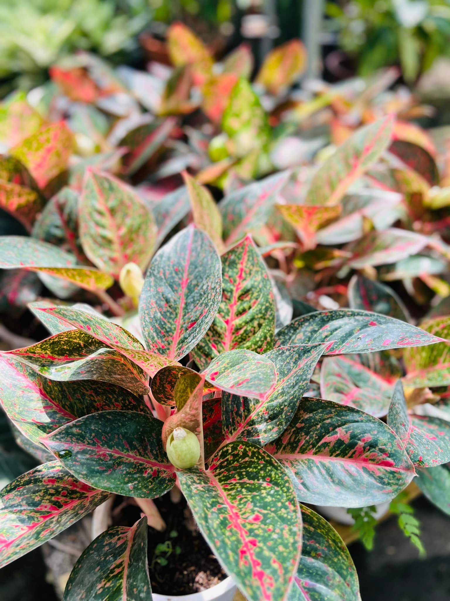 289184354_5896988713651458_2411439051990727226_n