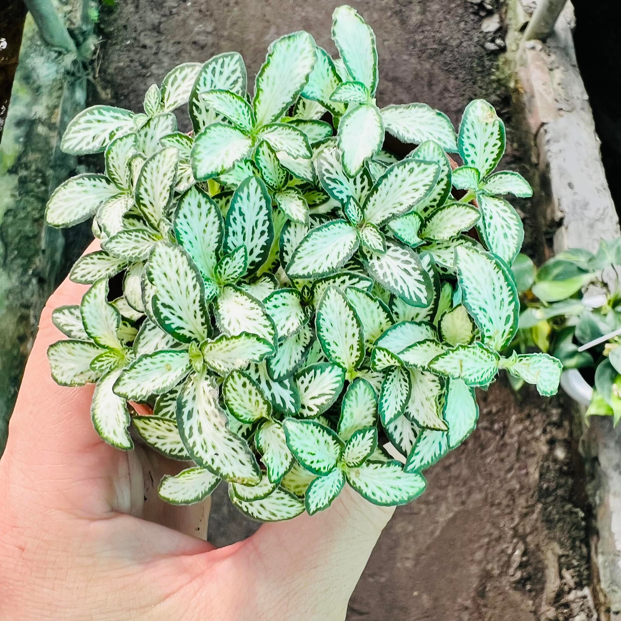 289225391_5897143823635947_8366123812407400767_n