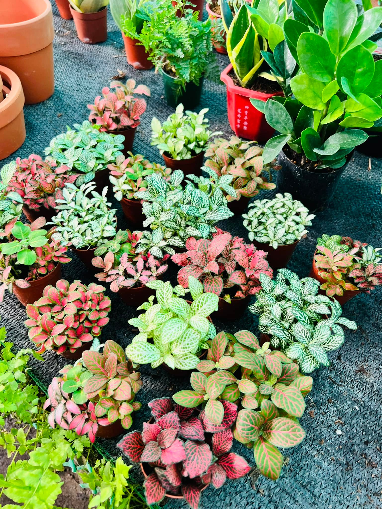 289256735_5897144110302585_6017302737730308675_n