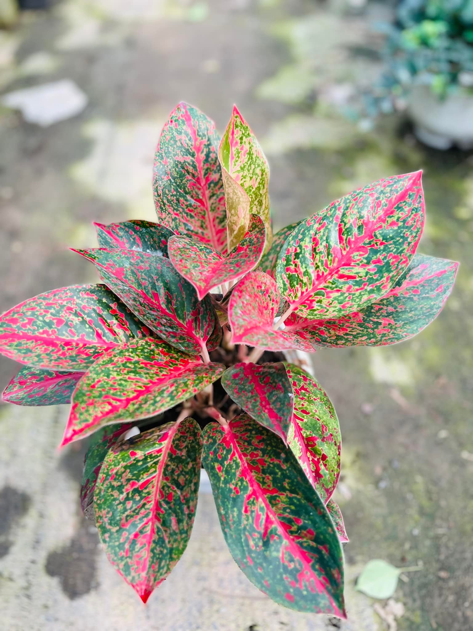 289343607_5896988230318173_1569857694884561528_n