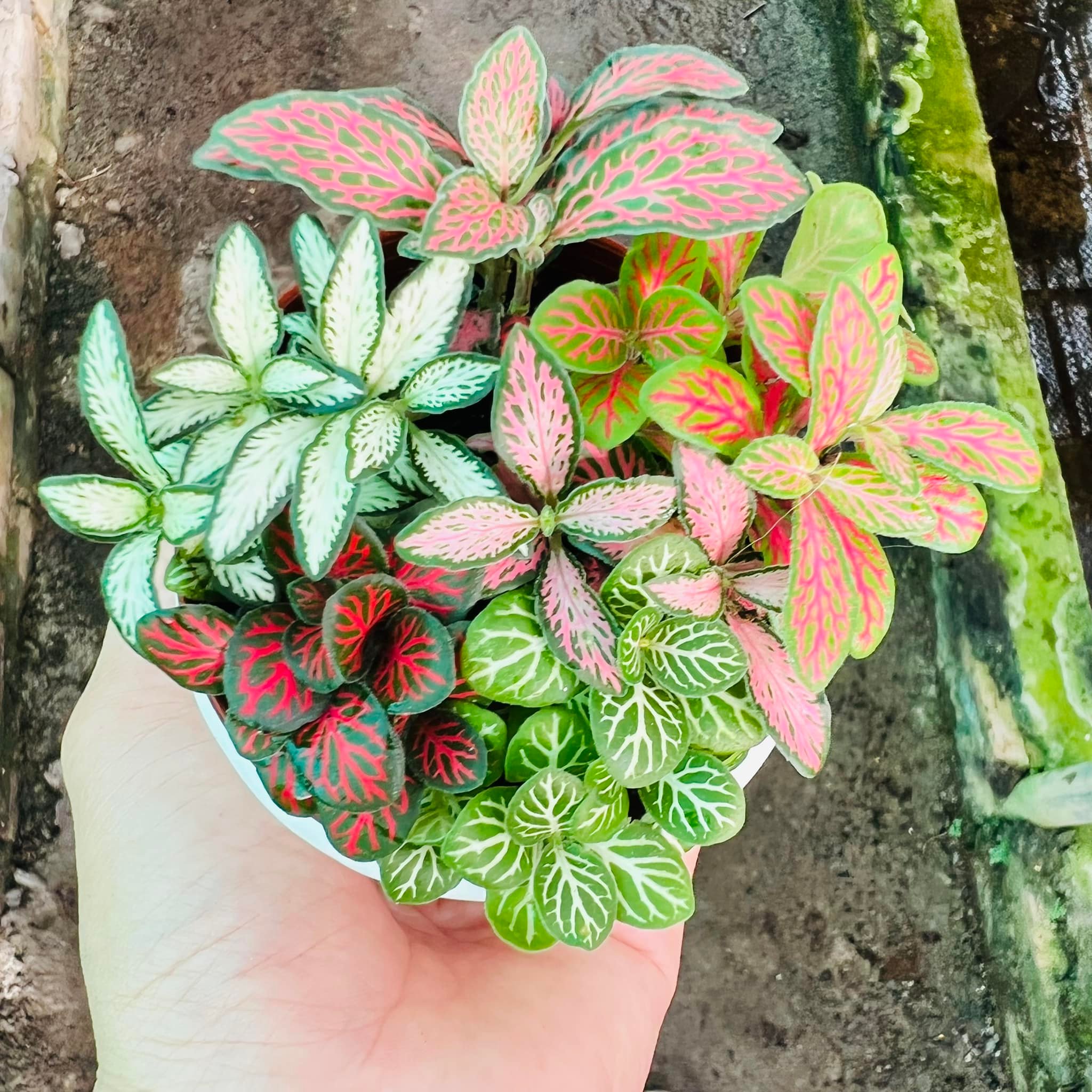 289597795_5897144586969204_8840733519365146998_n