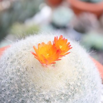 3c1e7edc81957acb2384-360x360