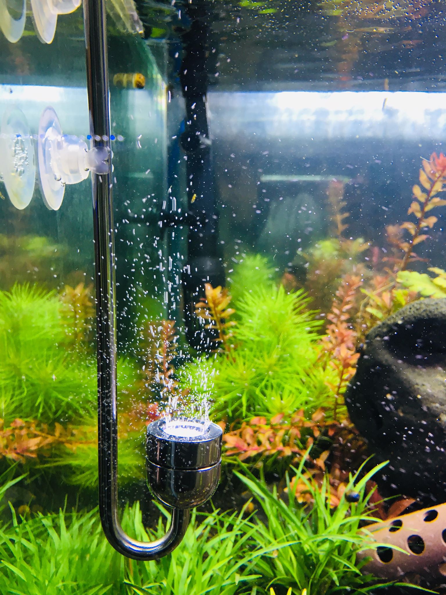 52761066_347888169146550_2430215314961596416_n-1