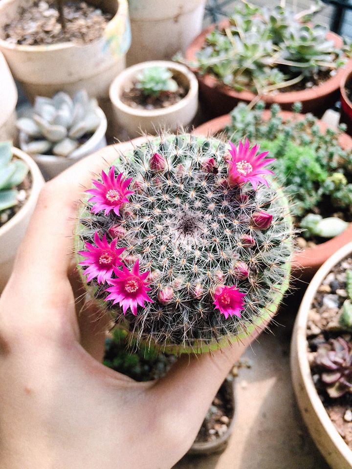 57277795_1245432595609081_8514973935077425152_o